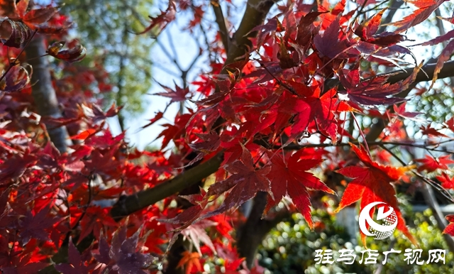 确山：盘龙山上枫叶红