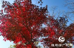确山：盘龙山冬日暖阳
