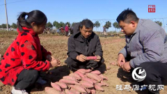 上蔡县小岳寺乡：蜜薯丰收 甜蜜事业无限好