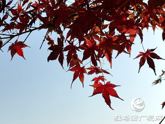 确山县：盘龙山上枫叶红