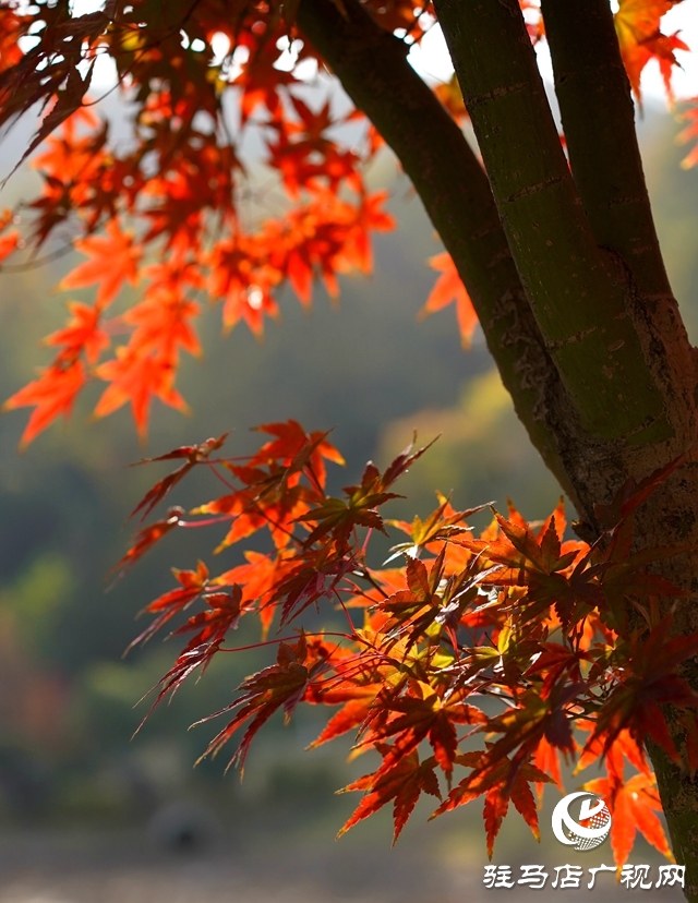 确山县：盘龙山上枫叶红