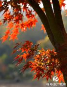 确山县：盘龙山上枫叶红