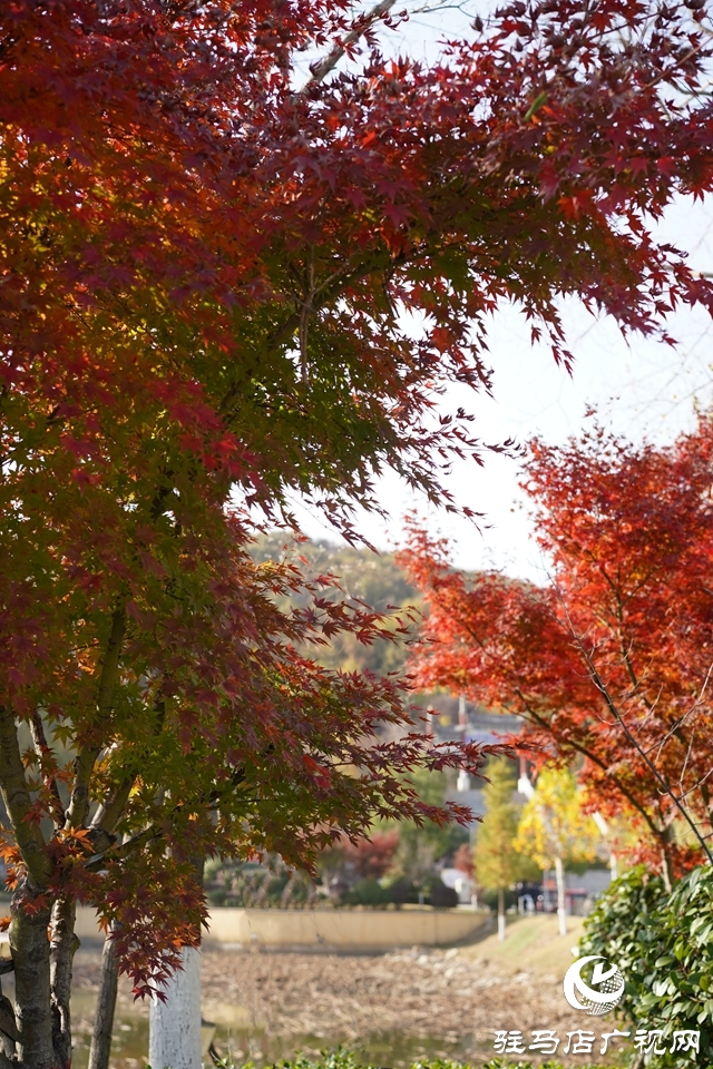 确山县：盘龙山上枫叶红