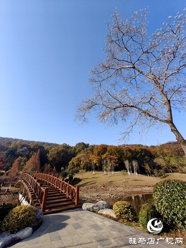 确山县：盘龙山上枫叶红