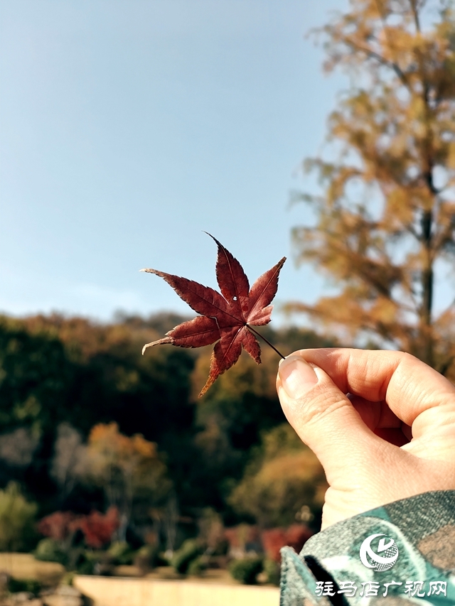 确山县：盘龙山上枫叶红