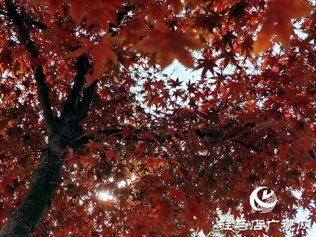 确山县：盘龙山上枫叶红