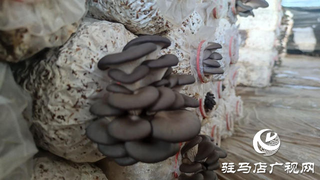 驻马店市驿城区蚁蜂镇：平菇香飘致富路