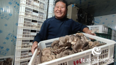 驻马店市驿城区蚁蜂镇：平菇香飘致富路
