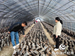 驿城区老河乡：香菇撑开“致富伞”