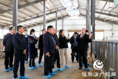 内蒙古自治区鄂尔多斯市调研组到泌阳县调研食用菌和夏南牛产业