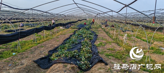 平舆县李屯镇大许村：中药材种植赋能乡村振兴