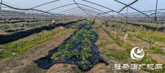 平舆县李屯镇大许村：中药材种植赋能乡村振兴