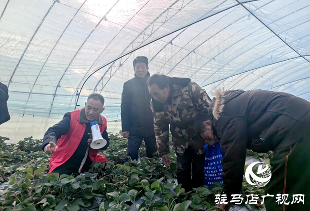 驿城区朱古洞乡：高素质农民培训为乡村振兴“储能发电”