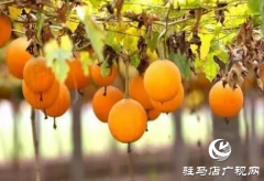  平舆县双庙镇：瓜蒌种植带动中药材产业发展
