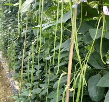 汝南县农业农村局开展豇豆（豆角）种植排查行动