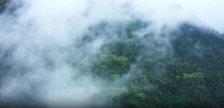“天然氧吧”蚁蜂镇