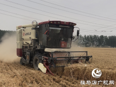 平均亩产704.7公斤 驻马店节本增效示范田再创高产记录