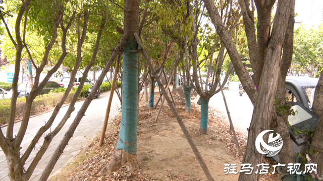 及时浇水 药液滴灌 驿城区园林部门抢救游园干枯树木