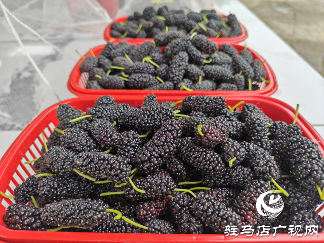 平舆县杨埠镇:小小桑葚果种出村民致富“甜蜜”路