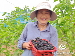 平舆县杨埠镇：小小桑葚果种出村民致富“甜蜜”路