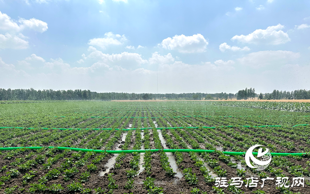 泌阳县郭集镇:齐心协力抗旱情