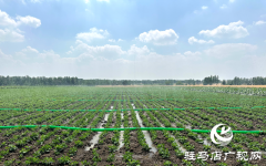 泌阳县郭集镇：齐心协力保障三夏用水