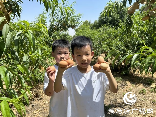 驻马店经济开发区爱尚幼儿园:亲子同行 共度六一 共享成长