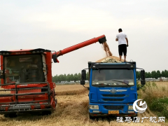 遂平县高标准农田采用订单式种植 实现供需两端精准对接
