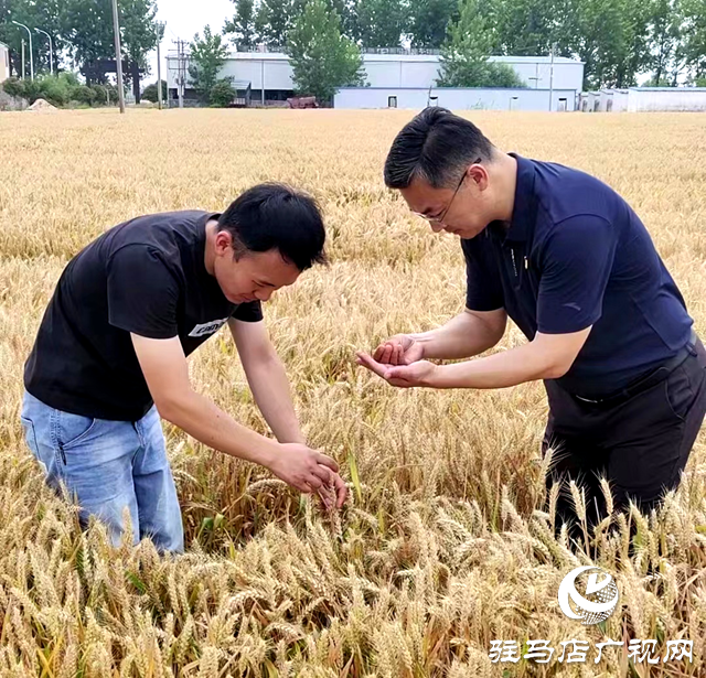 新蔡县孙召镇:发展酿酒专用小麦 助力群众增收致富