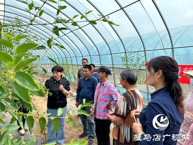 驻马店市林业局：科技下乡 助农增收