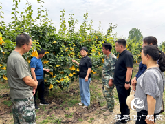 驻马店市林业局：科技下乡 助农增收