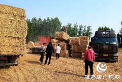 汝南县农业农村局：全力服务麦收一线 确保夏粮颗粒归仓