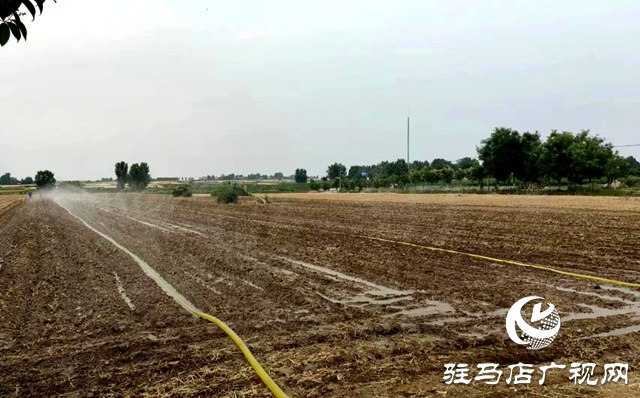 泌阳县泰山庙镇：全力应对旱情 打好抗旱保秋“主动仗”