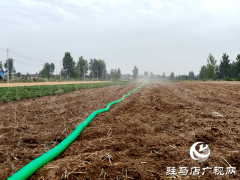 驿城区蚁蜂镇：不误农时 抢时播种