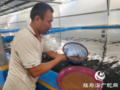 遂平县出山镇：鲈鱼养出新“丰”景