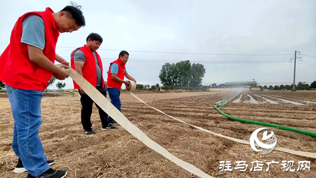 平舆县庙湾镇：田间闪耀“志愿红” 及时浇灌保秋收