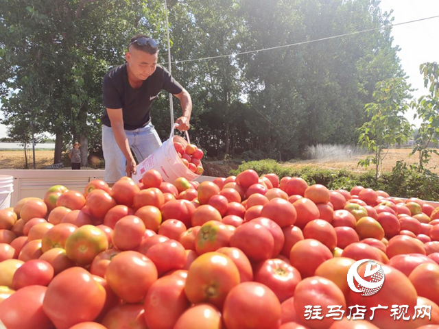 驿城区水屯镇:西红柿喜获丰收