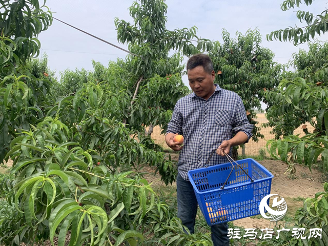 驿城区诸市镇:桃园喜获丰收