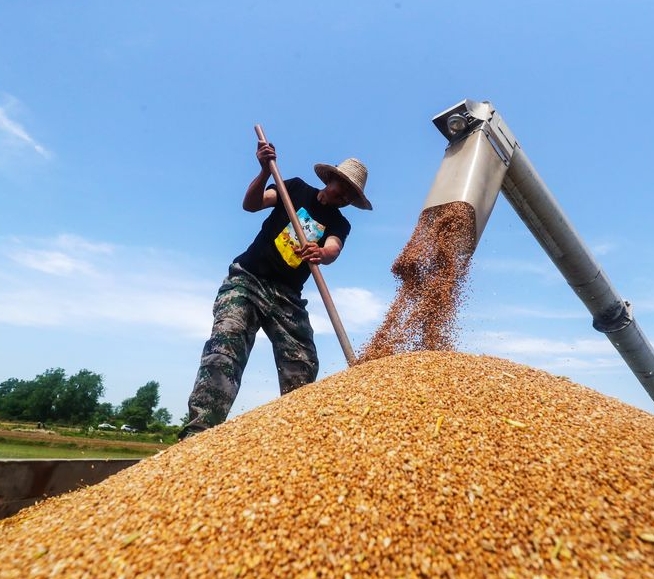 西平县文明办联合棠河酒业有限公司开展“助力三夏”文明实践志愿活动