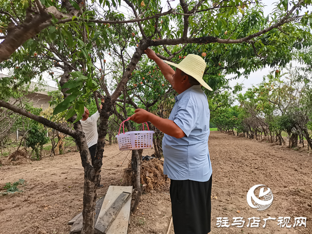驻马店经济开发区杨楼村：做好桃园经济 助力村民增收