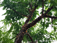 驻马店经济开发区杨楼村：做好桃园经济 助力村民增收