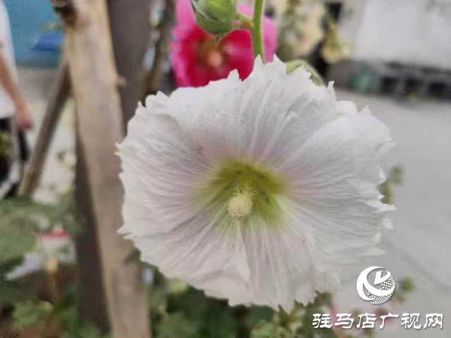 新蔡:蜀葵花开格外美 亭亭玉立展风采