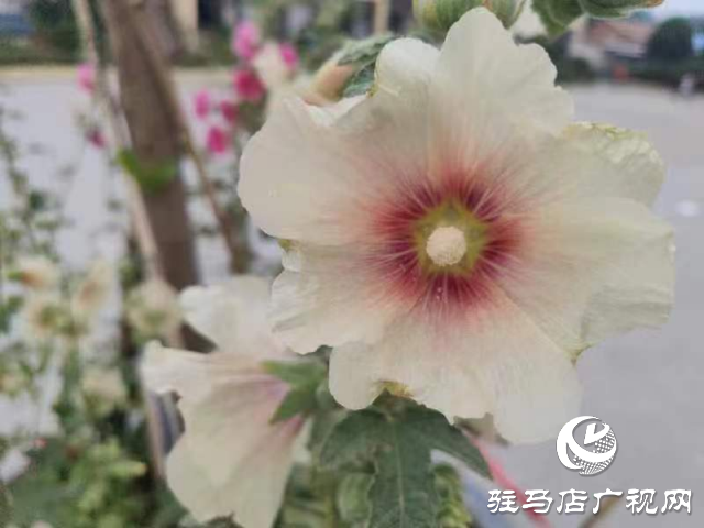 新蔡:蜀葵花开格外美 亭亭玉立展风采
