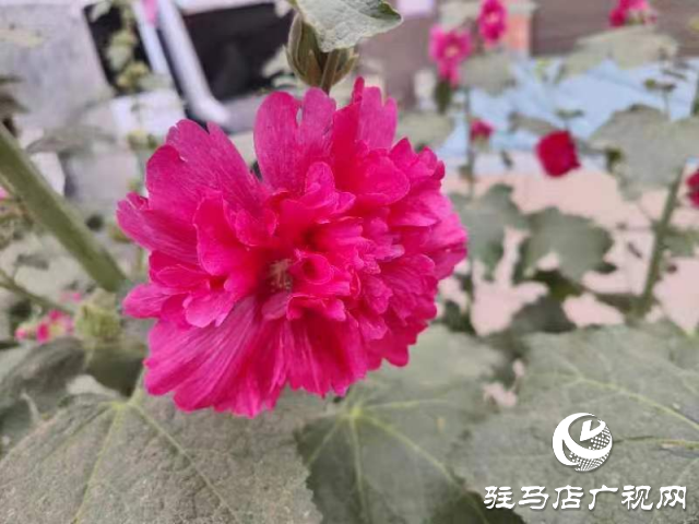 新蔡:蜀葵花开格外美 亭亭玉立展风采