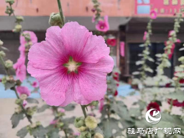 新蔡:蜀葵花开格外美 亭亭玉立展风采
