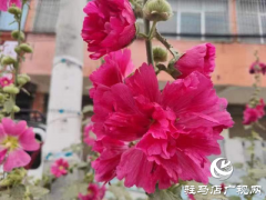 蜀葵花开格外美 亭亭玉立展风采