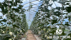 驿城区沙河店镇赵尧村：瓜果飘香 特色种植促发展