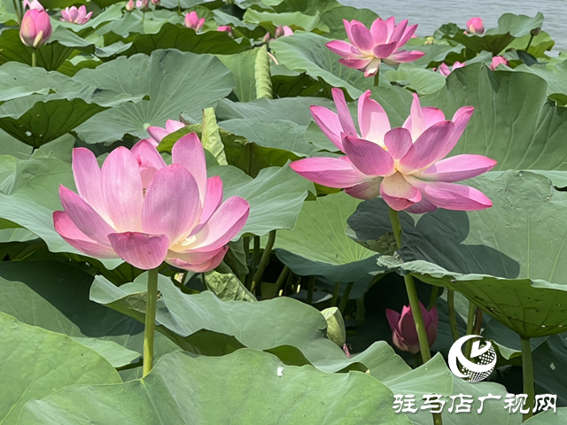 驻马店人民公园：荷花盛开醉游人