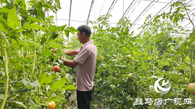 上蔡县韩寨镇：西红柿“映红”致富路
