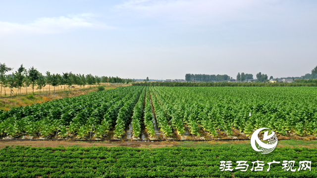 泌阳县泰山庙镇：党群抗旱“粽”动员 浓情端午暖人心